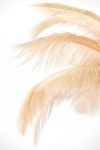 Lampa Feather pióra brzoskwiniowa stołowa 68 cm 5