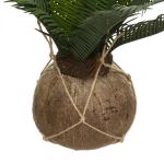 Palma wisząca 50cm 3