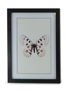 Obraz Kolekcja Butterfly I 1