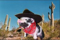 obraz-cowboy-pig-80x60-kare-design-34245.jpg