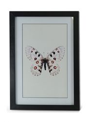 obraz-kolekcja-butterfly-i.jpg