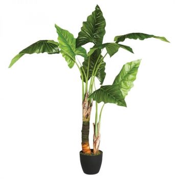 roslina-doniczkowa-bananowiec-120-cm-2.jpg