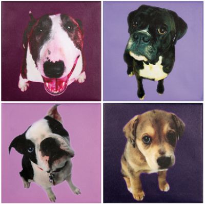 Obraz Pop Art Dog galery zestaw 4 szt - Kare Design