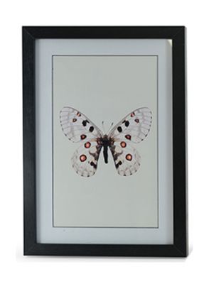 Obraz Kolekcja Butterfly I