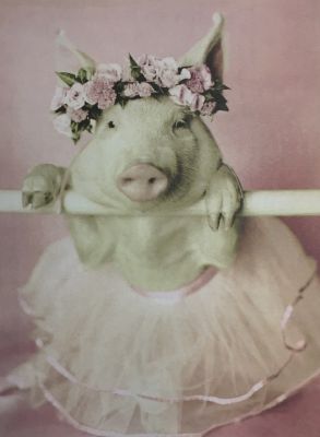 Obraz Pig różowy 