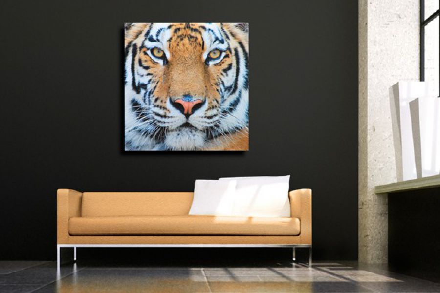 Obraz Tiger brązowy 