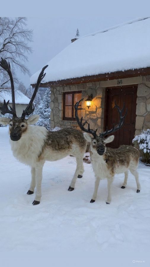 Ogromny Renifer jak żywy 180cm