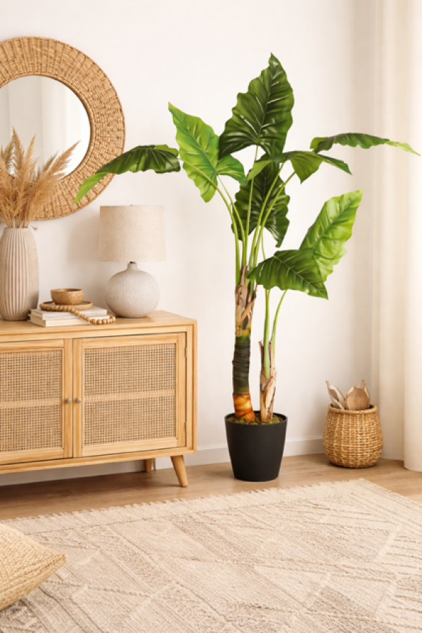 Roślina doniczkowa Bananowiec 120 cm